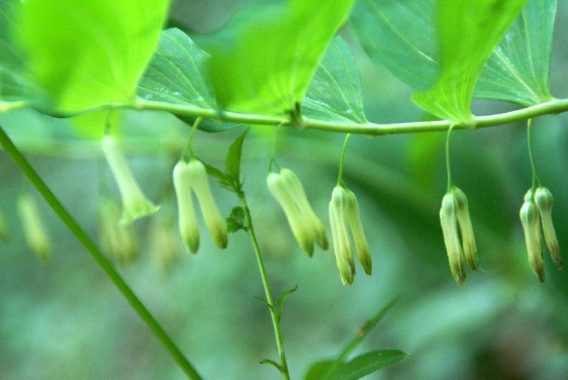 Unser Orchideenpark Bild Nr.073